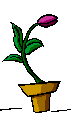 animated flower in a pot